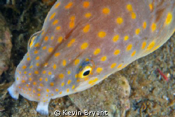 These guys seem to never stop moving. . . by Kevin Bryant 